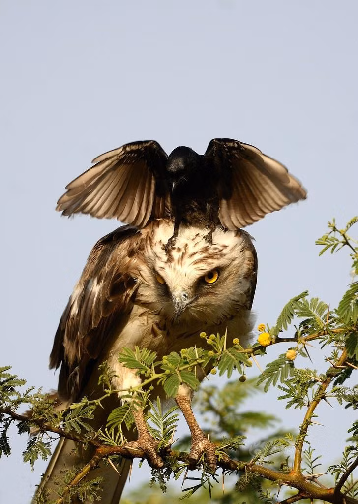 Đợi đến khi đại bàng không chú ý lại hạ cánh xuống đầu loài chim lớn và chòng ghẹo. (Nguồn Sina)