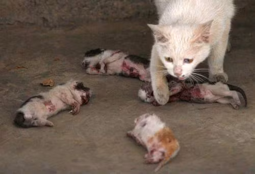 Không thể tin rằng tất cả mèo con đã bị giết chết, mèo mẹ phát điên, không ngừng kiểm tra từng xác mèo con một. (Nguồn Brilio)