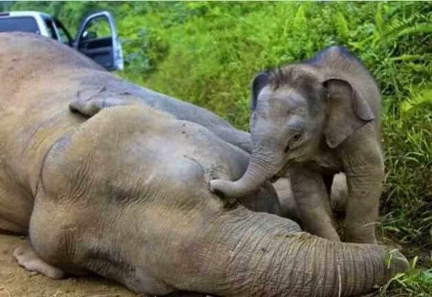Mẹ bị bọn săn trộm giết để lấy ngà, voi con đau đớn kêu khóc không chịu rời xa. Nó cố gắng dùng vòi để mở mắt mẹ, mong một điều kỳ diệu sẽ xảy ra. (Nguồn Brilio)