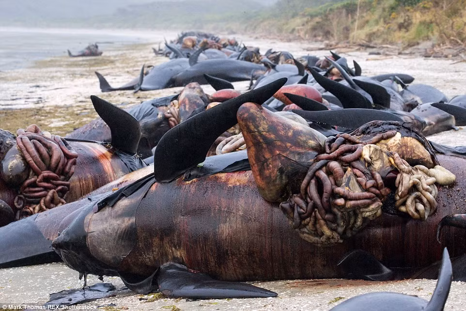 Trái tim và nội tạng của cá voi tràn ra ngoài theo những lỗ cắt, trông rất ghê rợn đồng thời bốc mùi đáng sợ. (Nguồn Dailymail)