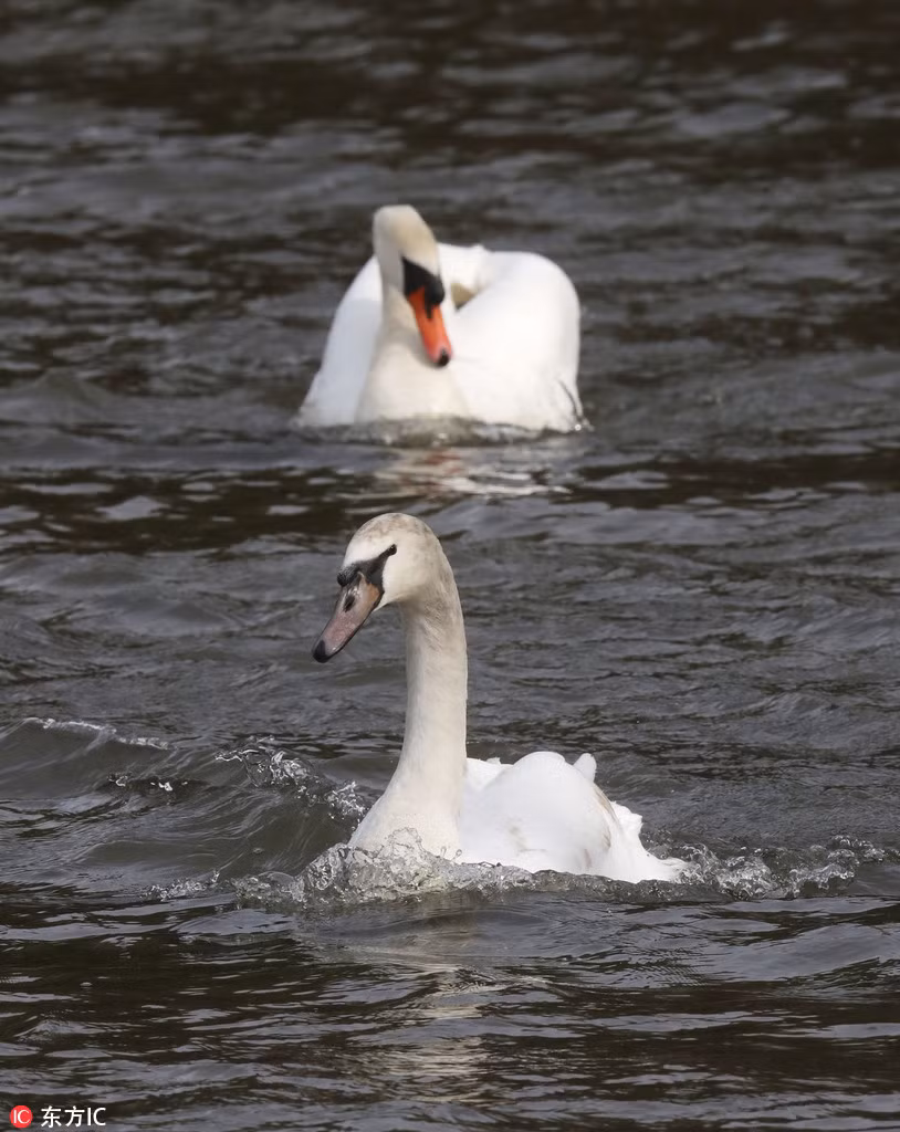 Được biết, sở dĩ người cha thiên nga quyết tâm đuổi con trai mình ra khỏi tổ là muốn con mình tự lập hơn, biết tự mình khám khá thiên nhiên, khám phá thế giới trên đôi chân, đôi cánh của mình. (Nguồn Sina)