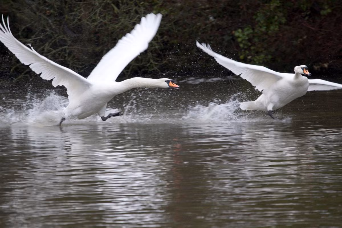 Trong tự nhiên, những con thiên nga không chỉ đuổi đánh con mình mà cũng đuổi đánh đồng loại và thậm chí là cả con người trên sông. (Ảnh: Thames Nature Note)