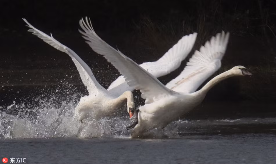 Trong thế giới động vật, tình cha con ít được biết đến không phải vì nó không hiện hữu mà chỉ là ít khi được con người bắt gặp mà thôi. Trong ảnh là thiên nga bố và con trên hồ Stover Center Park, ở Devon, nước Anh đang diễn cảnh bạo lực gia đình. (Nguồn Sina)
