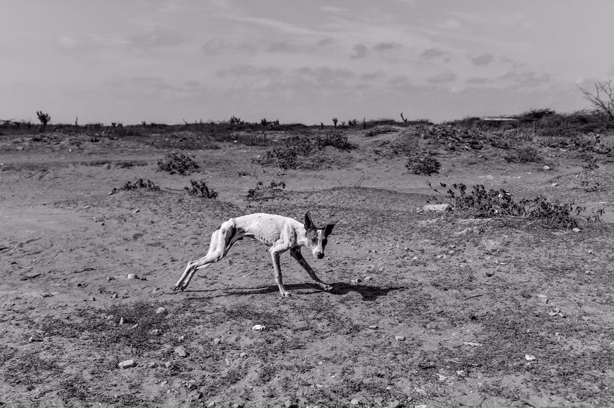 Chú chó chỉ còn da bọc xương đang đi tìm thức ăn.