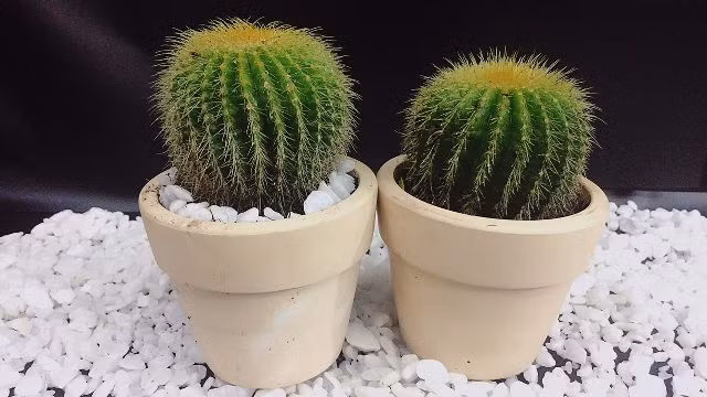 Cây xương rồng là một cây dễ sống nhưng đây là loại cây hóa hung rất tốt nhưng trong phong thủy, không nên trồng xương rồng trong nhà bởi những chiếc gai nhọn của nó tạo nên nguồn sát khí cao, gây ra năng lượng xấu cho căn nhà, ảnh hưởng tới con đường tài lộc cũng như sức khỏe của gia chủ khiến bạn dễ đau ốm hao tài.