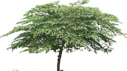 Theo phong thủy, những loại cây này phát triển tốt sẽ che hết ánh sáng trong nhà, làm tăng âm khí, thậm chí ảnh hưởng đến vận khí của những người sống ở đó mà đặc biệt là đường tài vận.