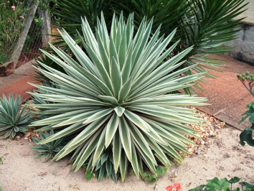 Những loại cây có lá dài, nhọn cũng không nên bày trong nhà vì chúng sinh ra hung khí, dễ làm người sống ở đó xảy ra cãi cọ, vướng vào chuyện tranh chấp đất cát, cơ hội trong công việc khiến cuộc sống không được yên bình.