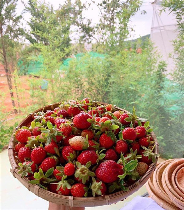 Tại vườn, cô trồng nhiều loại rau củ, cây ăn quả khác nhau.