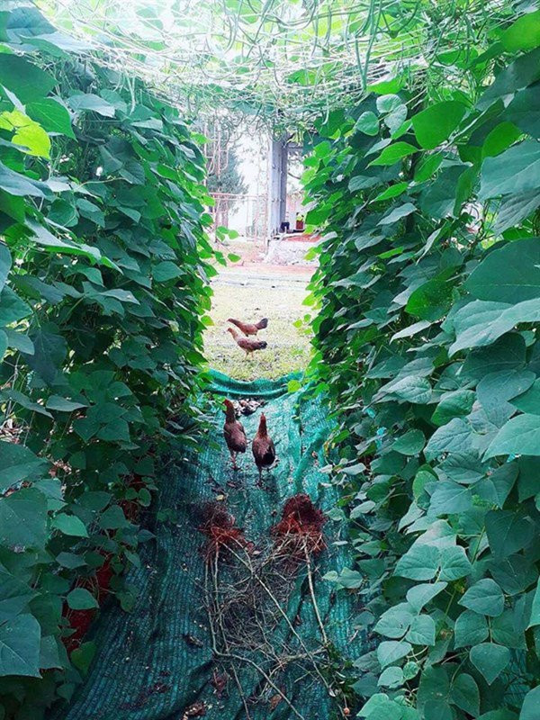 Ngoài ra, Lý Nhã Kỳ chi một số tiền lớn để mua 50ha đất đồi ở Đà Lạt.