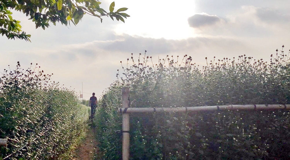 Chet lang truoc loi thu toi cua ban gai truoc dam cuoi