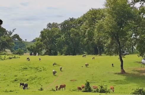 Kham pha thao nguyen xanh Mien Doi - Nang tho cua xu Muong-Hinh-2