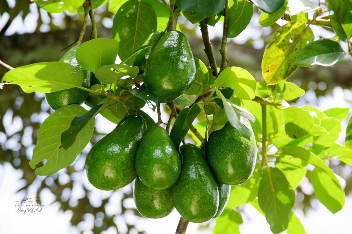 Du khách phải đảm bảo sức khỏe, để tham gia trọn vẹn hành trình. Trên các cung đường đều bố trí trạm tiếp nước, trái cây đặc sản như thốt nốt, dưa hấu, dâu da, bơ… Tour gồm 2 hướng dẫn viên kèm người chăm sóc y tế. Chi phí cho một tour trekking 7km của đoàn 10 người, có ăn trưa, dao động khoảng 700.000 đồng/người”, anh Việt Anh cho hay.