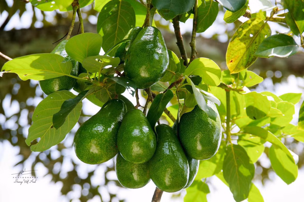 Du khách phải đảm bảo sức khỏe, để tham gia trọn vẹn hành trình. Trên các cung đường đều bố trí trạm tiếp nước, trái cây đặc sản như thốt nốt, dưa hấu, dâu da, bơ… Tour gồm 2 hướng dẫn viên kèm người chăm sóc y tế. Chi phí cho một tour trekking 7km của đoàn 10 người, có ăn trưa, dao động khoảng 700.000 đồng/người”, anh Việt Anh cho hay.