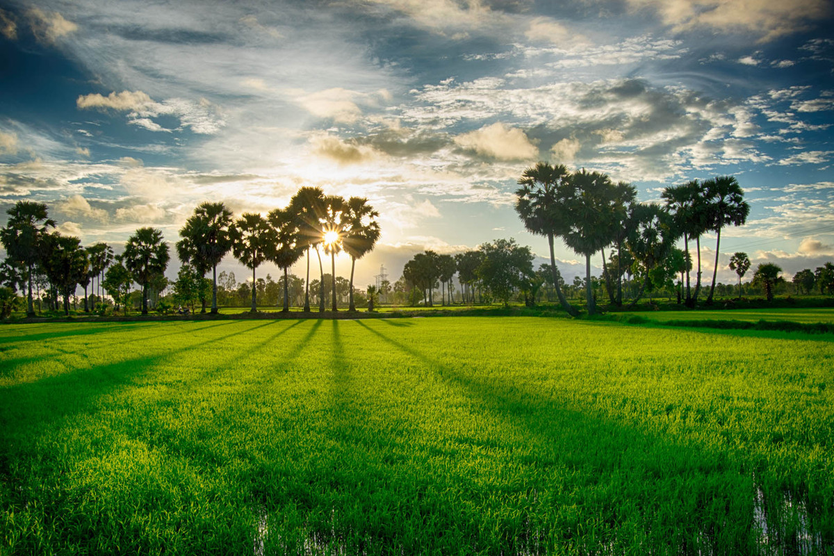 Vào thời điểm này, cung đường chinh phục đỉnh núi cũng trở nên xanh mướt, đầy sức sống. Mỗi sáng, đỉnh Bồ Hong được bao bọc bởi biển mây trắng bồng bềnh, tạo nên cảnh sắc ấn tượng cho du khách ngắm và check-in.
