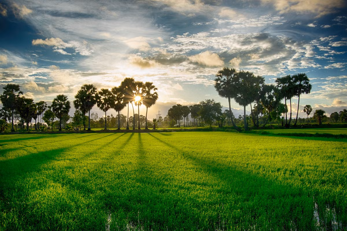 Vào thời điểm này, cung đường chinh phục đỉnh núi cũng trở nên xanh mướt, đầy sức sống. Mỗi sáng, đỉnh Bồ Hong được bao bọc bởi biển mây trắng bồng bềnh, tạo nên cảnh sắc ấn tượng cho du khách ngắm và check-in.