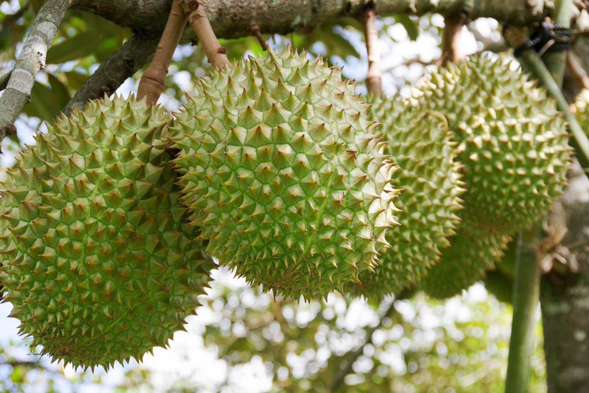 Cung đường trekking núi Cấm được chia thành 5km, 7km, 15km, 21km, 42km, tùy theo nhu cầu của du khách. Với các cung 5 - 15km, du khách có thể trải nghiệm trong ngày, qua các điểm đến như cánh đồng thốt nốt, đồi mãng cầu, suối Thanh Long, vườn xoài chín...