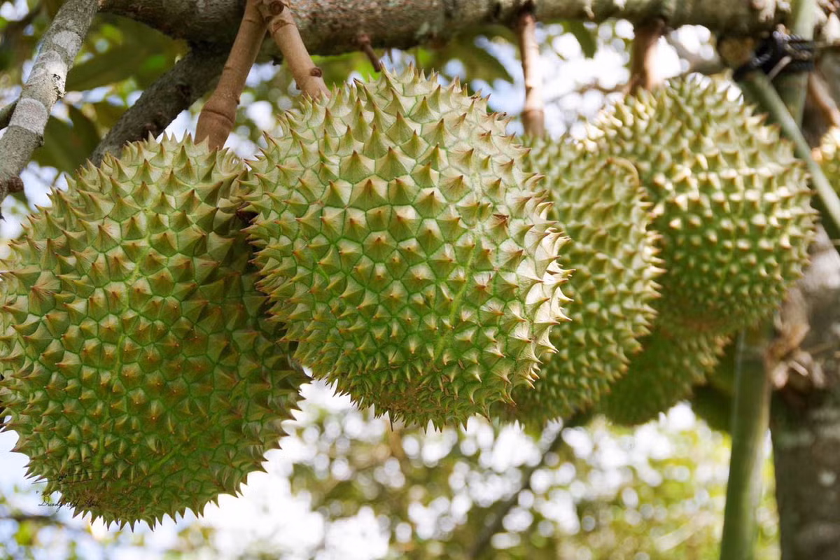 Cung đường trekking núi Cấm được chia thành 5km, 7km, 15km, 21km, 42km, tùy theo nhu cầu của du khách. Với các cung 5 - 15km, du khách có thể trải nghiệm trong ngày, qua các điểm đến như cánh đồng thốt nốt, đồi mãng cầu, suối Thanh Long, vườn xoài chín...