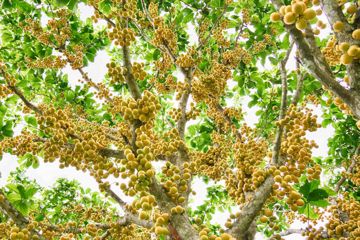 Với các cung 21 - 42km, du khách sẽ trải nghiệm trong 2 ngày 1 đêm. Ngoài các điểm trên, du khách sẽ ghé thăm điện Cây Quế, điện Huỳnh Long, đỉnh Bồ Hong, cắm trại trên núi hoặc lưu trú ở nhà nghỉ, tham gia đốt lửa trại. Sáng hôm sau, đoàn tiếp tục tham quan các vườn trái cây đặc sản như vườn dâu da, bơ, sầu riêng trước khi trở về.