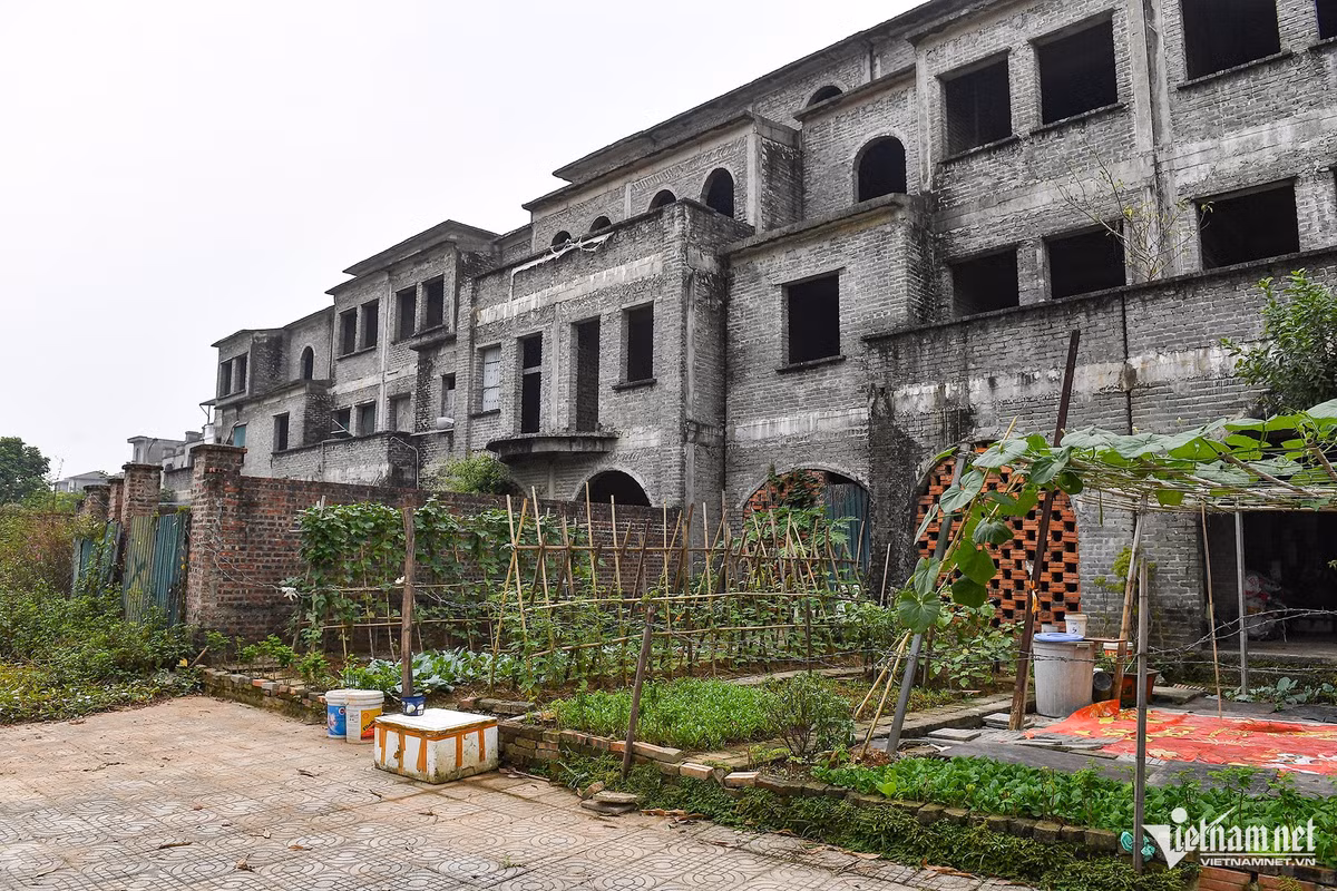 Ha Noi: Hang chuc biet thu bo hoang lam noi trong rau, nuoi ca-Hinh-13