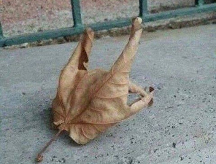 Bức ảnh này chụp một con gà nướng, một bàn tay kim loại hay chỉ đơn giản là chiếc lá khô?