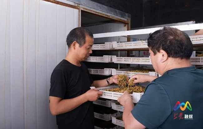 Từ 200 mẫu (1 mẫu Trung Quốc bằng 667m2) cây kim ngân hoa đã được trồng có thể thu về hơn 100.000 nhân dân tệ (~320 triệu đồng) năm nay. Đây là mùa thu hoạch đầu tiên.