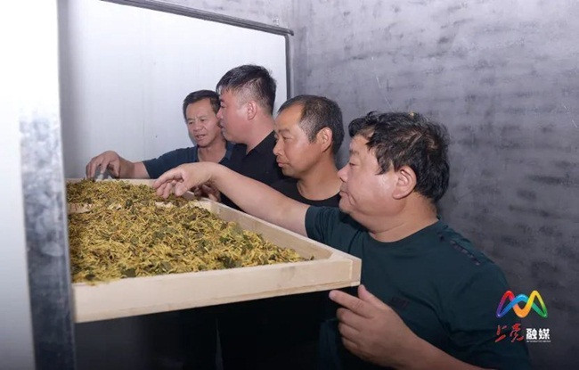 Một người dân trong làng cho biết, bà trồng 2 mẫu cây kim ngân hoa, công việc không hề vất vả.