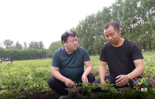 Hoa phải được hái trước khi mặt trời mọc, nghĩa là hoa sắp hé nở. Quá trình vận chuyển phải cực kỳ thận trọng để không bị dập nát.