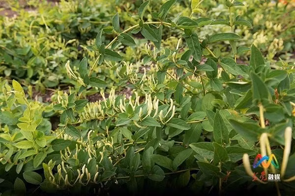 Từ một loại cây xa lạ, đến nay người dân trong làng đang thu hoạch và thu tiền về sau thời gian trồng, chăm sóc.