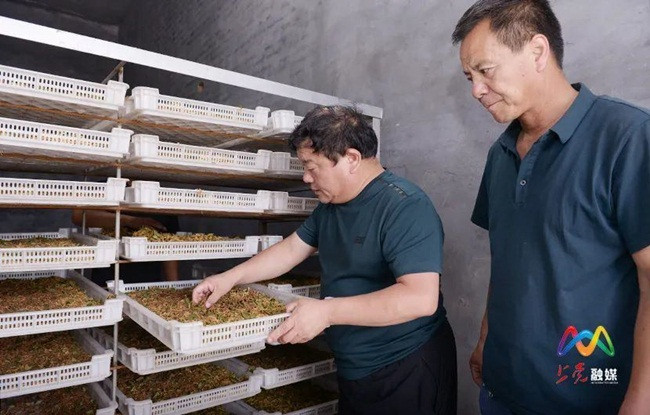 Kim ngân hoa là cây dạng dây leo, thân dài trung bình từ 9 – 10m. Đây là một loại cây thuốc quý.