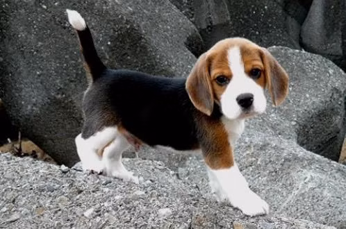 Việc thử nghiệm các sản phẩm mỹ phẩm trên động vật là quy trình bắt buộc ở Trung Quốc, trước khi sản phẩm đó chính thức được bán ra thị trường. Tuy nhiên, điều này hoàn hoàn bị cấm ở Châu Âu.