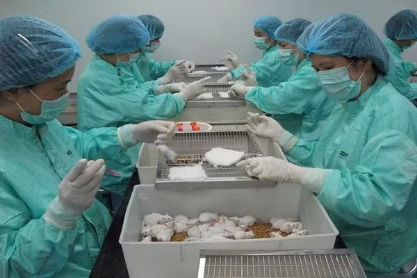 Viet Nam thu nghiem thanh cong vaccine Covid-19 tren chuot