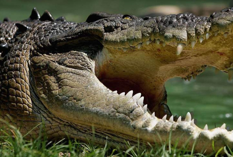 "Vùng nước này cũng là nơi mưu sinh của người dân nên cũng khó tránh khỏi việc đến đó, nhưng mọi người nên cẩn thận hơn", Amiruddin nói thêm. Mời độc giả xem thêm video: Cụ ông Nhật Bản 34 năm đánh răng cho cá sấu (Nguồn video: VTC14)