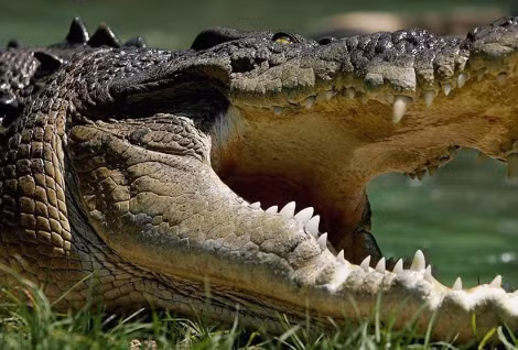 "Vùng nước này cũng là nơi mưu sinh của người dân nên cũng khó tránh khỏi việc đến đó, nhưng mọi người nên cẩn thận hơn", Amiruddin nói thêm. Mời độc giả xem thêm video: Cụ ông Nhật Bản 34 năm đánh răng cho cá sấu (Nguồn video: VTC14)