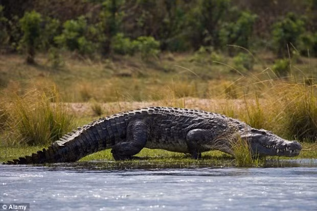 Rung minh ca sau khong lo an thit nguoi phu nu di cau-Hinh-6