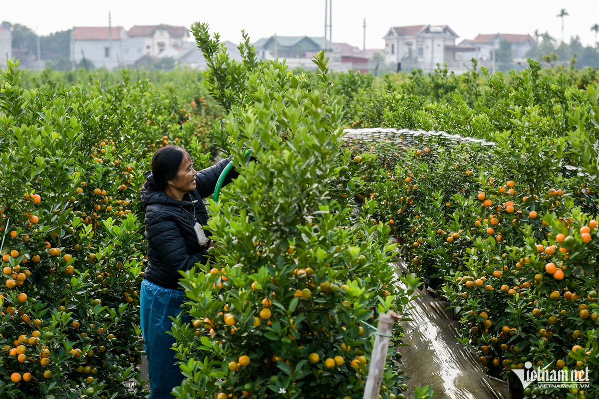 Thương lái lùng mua hết hàng, thủ phủ quất miền Bắc nghỉ Tết sớm - Hình 3 Thuong lai lung mua het hang, thu phu quat mien Bac nghi Tet som-Hinh-3