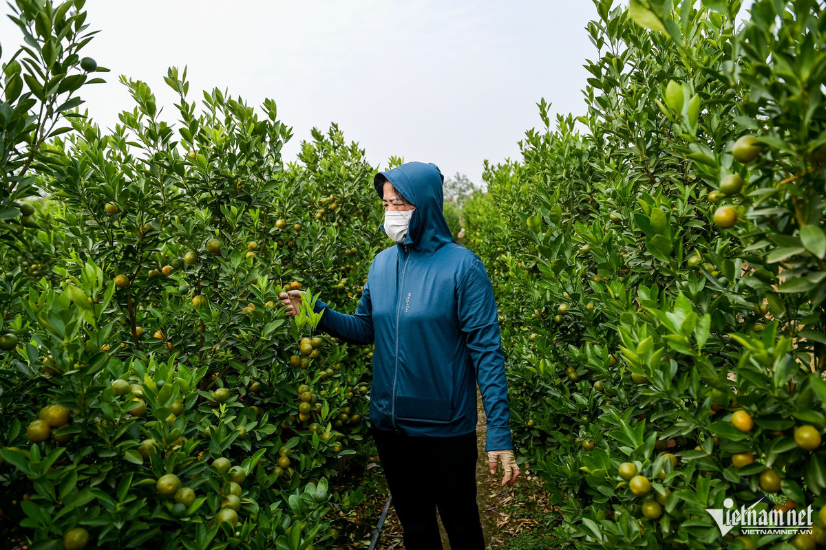 Thương lái lùng mua hết hàng, thủ phủ quất miền Bắc nghỉ Tết sớm Thuong lai lung mua het hang, thu phu quat mien Bac nghi Tet som