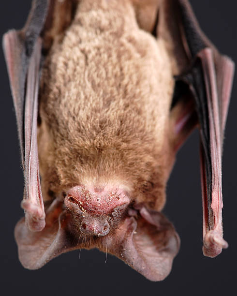 Dơi đuôi tự do Brazil không chỉ được tìm thấy ở Brazil như tên gọi của chúng. Chúng sống ở khu vực trải dài từ Argentina và Chile ở Nam Mỹ, qua Trung Mỹ vào Mỹ, bao gồm các bang Oregon và Ohio.