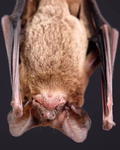 Dơi đuôi tự do Brazil không chỉ được tìm thấy ở Brazil như tên gọi của chúng. Chúng sống ở khu vực trải dài từ Argentina và Chile ở Nam Mỹ, qua Trung Mỹ vào Mỹ, bao gồm các bang Oregon và Ohio.