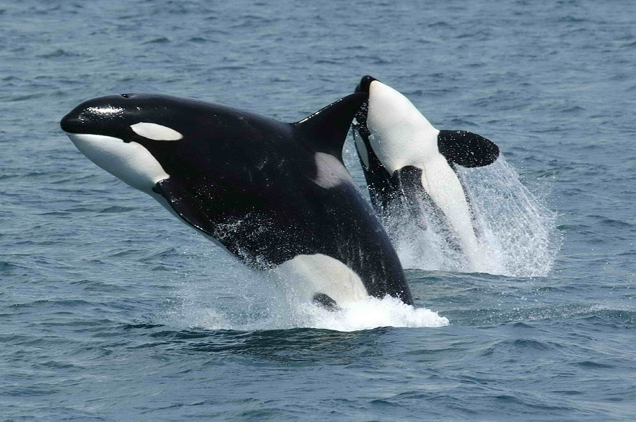 Orcas (Orcinus orca), thành viên lớn nhất của họ cá heo, cũng có thể đạt tốc độ 34 dặm/giờ.