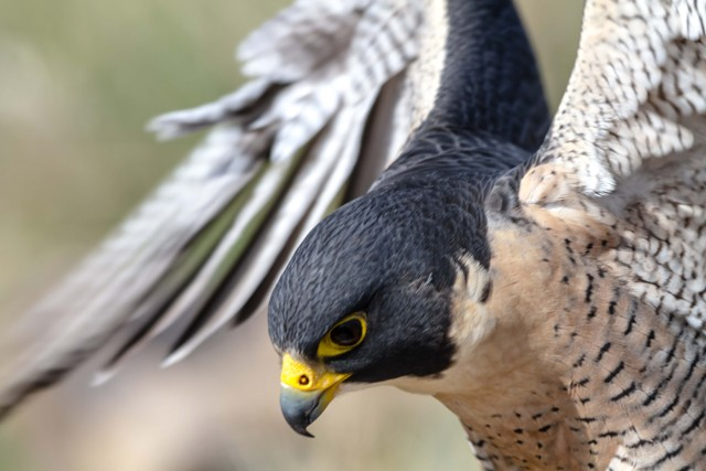 Tốc độ này nhanh gần gấp ba lần so với báo gê-pa. Loài chim này thường bay với tốc độ 42,4 km/h, chỉ khi nào săn mồi chúng mới tăng tốc độ.