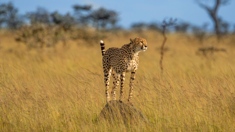 4. Báo đốm (báo săn/báo gêpa) là động vật trên cạn nhanh nhất và có khả năng chạy với tốc độ tối đa từ 60 đến 70 dặm/h (96 đến 112 km/h).