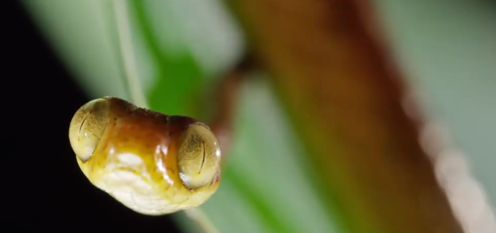 Mắt của chúng chiếm khoảng 26% kích thước đầu.