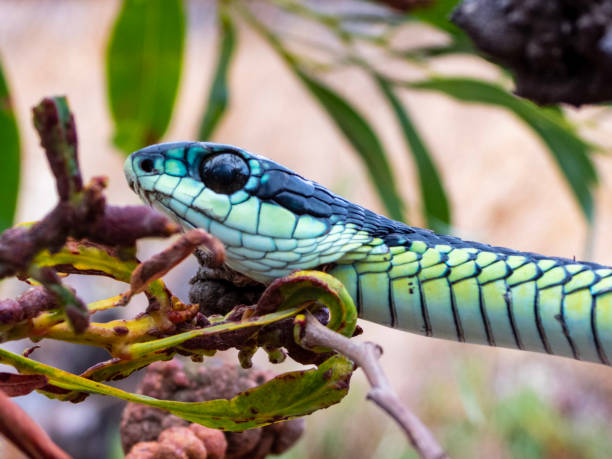 Boomslang sở hữu nọc độc mạnh nhất trong toàn bộ nhóm rắn nanh sau.