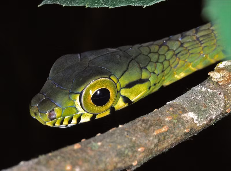1. Rắn lục cây là một trong những loài rắn có đôi mắt lớn nhất thế giới.