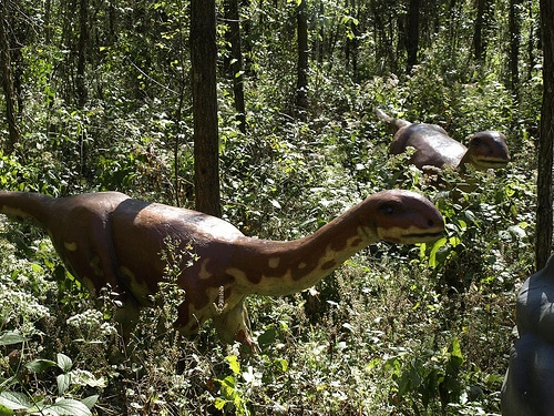 Điều đặc biệt về loài này không chỉ nằm ở kích thước nhỏ hơn của nó so với những người anh em cùng nhóm, mà còn nằm ở vị trí đặc biệt trong cây phát triển dòng dõi khủng long.