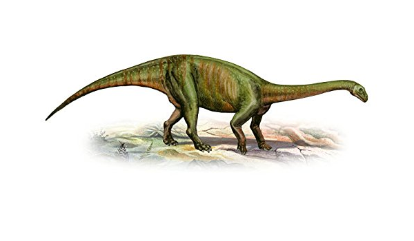 Một điểm đặc biệt và quan trọng của Massospondylus carinatus, nó là tổ tiên của các loài Sauropodomorph khổng lồ sau này. Đây là một liên kết đáng chú ý giữa hai thời kỳ khác nhau trong sự tiến hóa của dòng dõi khủng long.