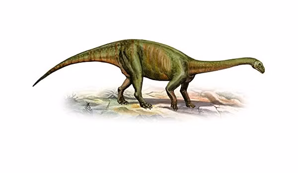 Một điểm đặc biệt và quan trọng của Massospondylus carinatus, nó là tổ tiên của các loài Sauropodomorph khổng lồ sau này. Đây là một liên kết đáng chú ý giữa hai thời kỳ khác nhau trong sự tiến hóa của dòng dõi khủng long.