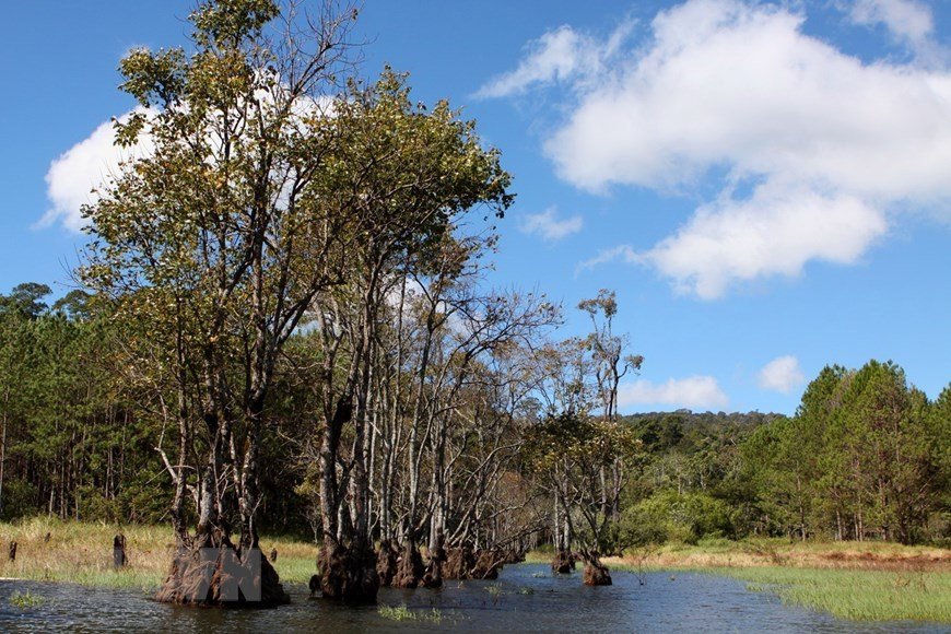 Năm 1998, Hồ Tuyền Lâm đã được Bộ Văn hóa Thông tin (nay là Bộ Văn hóa, Thể thao và Du lịch) ra quyết định công nhận là Di tích lịch sử -Văn hóa cấp quốc gia. (Ảnh: Phạm Hậu/TTXVN