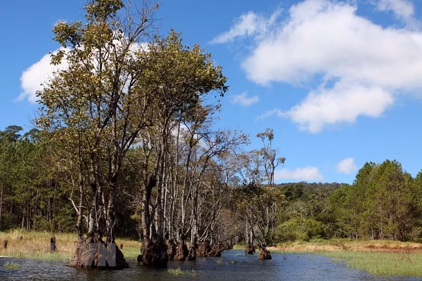 Năm 1998, Hồ Tuyền Lâm đã được Bộ Văn hóa Thông tin (nay là Bộ Văn hóa, Thể thao và Du lịch) ra quyết định công nhận là Di tích lịch sử -Văn hóa cấp quốc gia. (Ảnh: Phạm Hậu/TTXVN