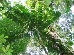 Ngoài ra, người dân địa phương cũng sử dụng lá cây Socratea exorrhiza để dệt thành giỏ, chiếu và mái nhà, còn gỗ của cây được sử dụng trong xây dựng và là nguồn nhiên liệu.